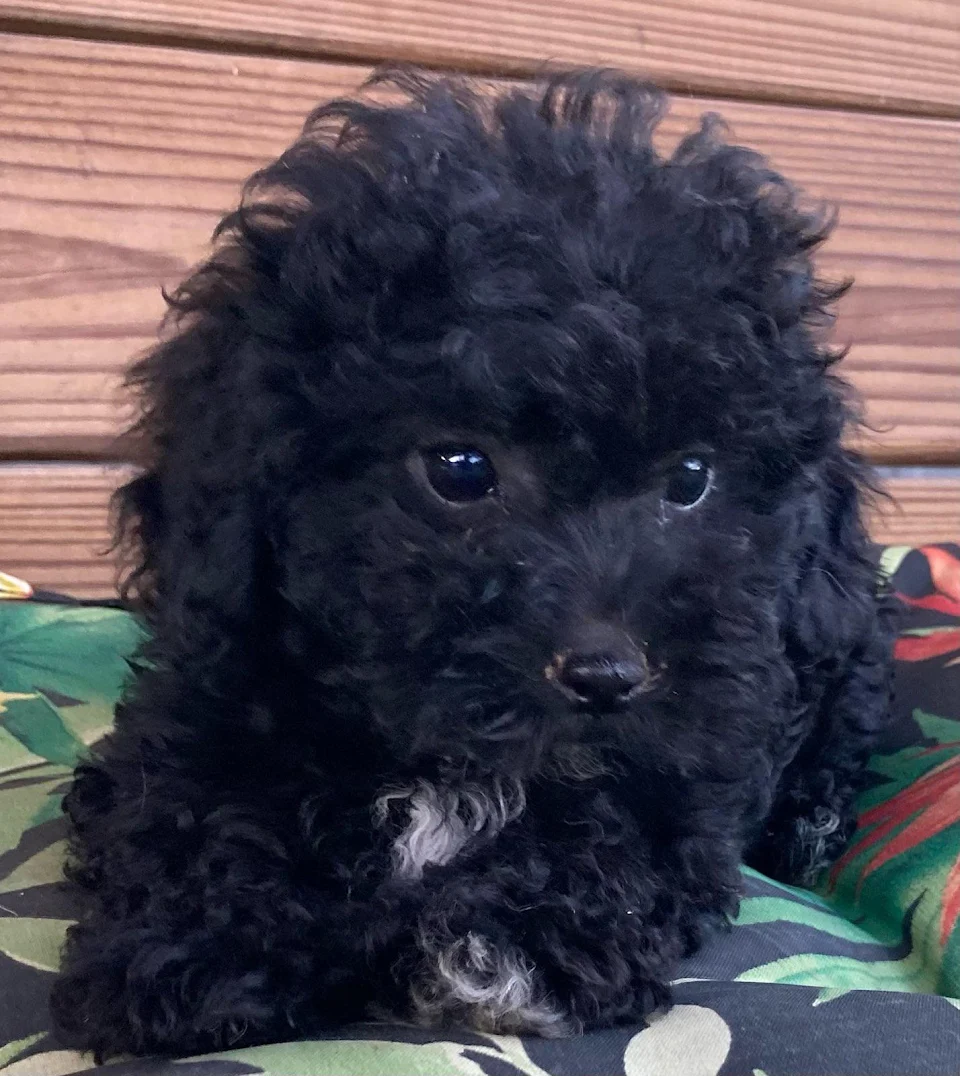 Parents getting a new puppy need help naming