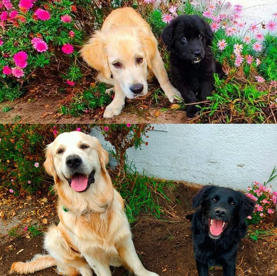 My boy Neo (Coltrevier) and his best mate George (Golden) being told off for ruining my garden. George came back to visit 7 months later and they finished the job.