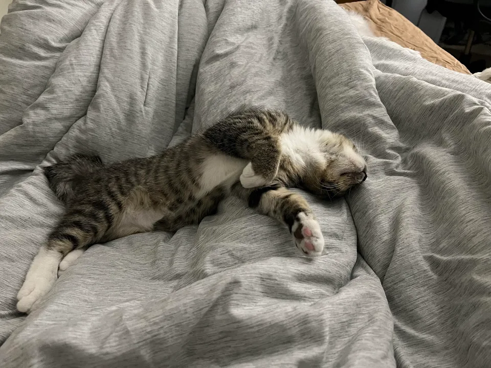 I love how hard kittens sleep after playing ❤️