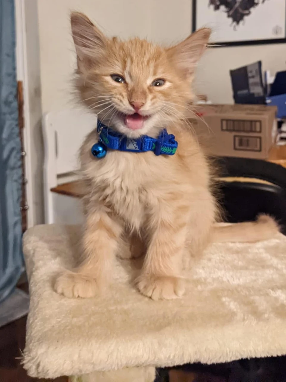Meet Purrcy, the newest addition to my family. He is such a ham. 😹