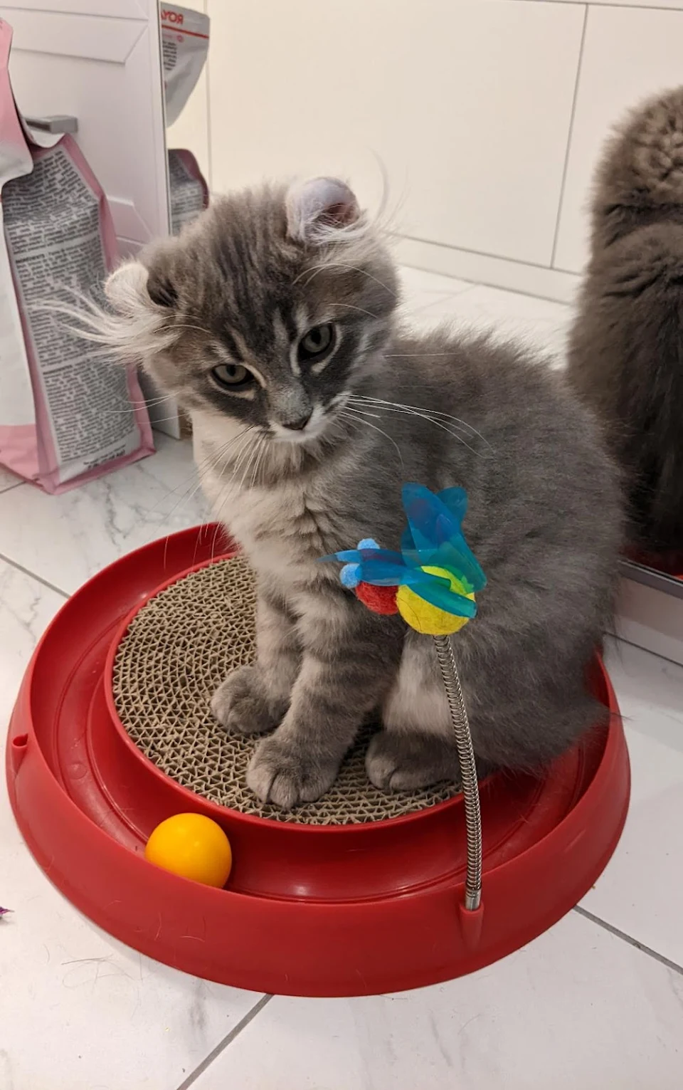 Little Mac loves her latest toy. 3-mth-old Highlander x Maine Coon rescue cutie