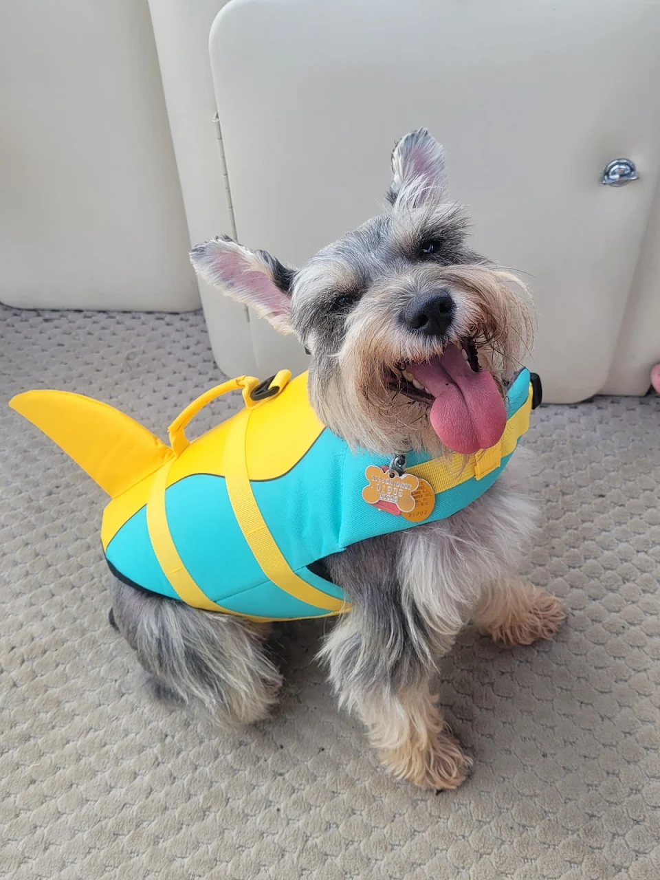 My land shark having the time of her life on a boat...