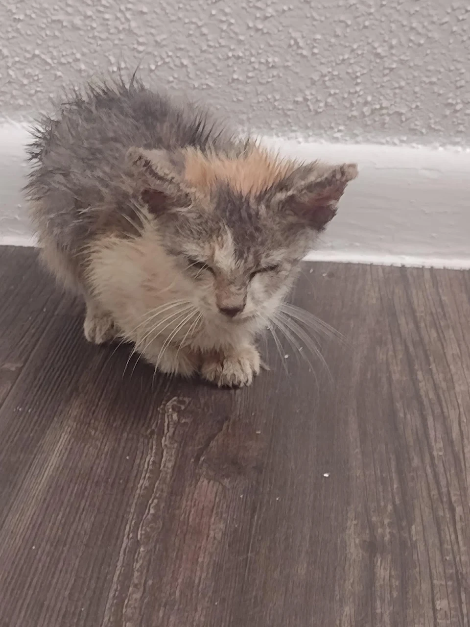I rescued this kitten, it was hanging out by our apartment complex and I was lucky to grab him I saw some others but I wasn't able to grab them. What can I do?