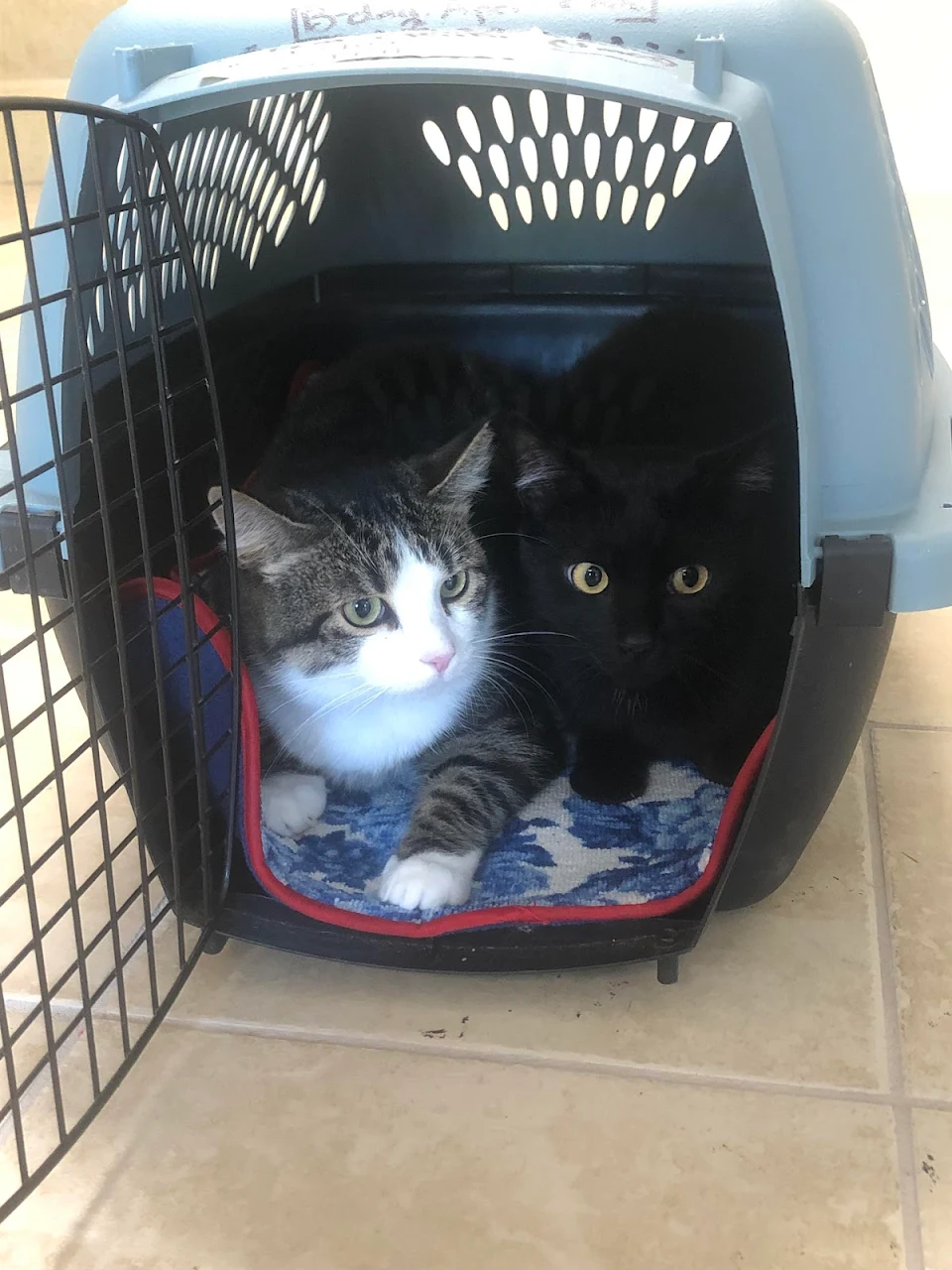I’m allergic to cats but just adopted these two brothers, they are so scared!