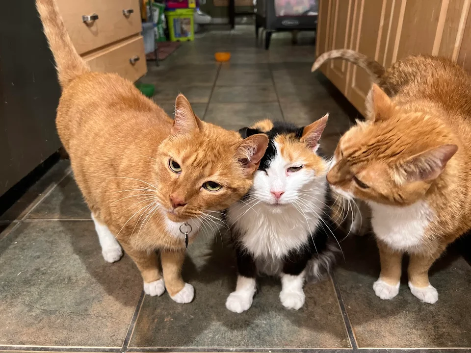 My three floofs. Apollo, Mika and Artemis. They are 12, 14 and 13.