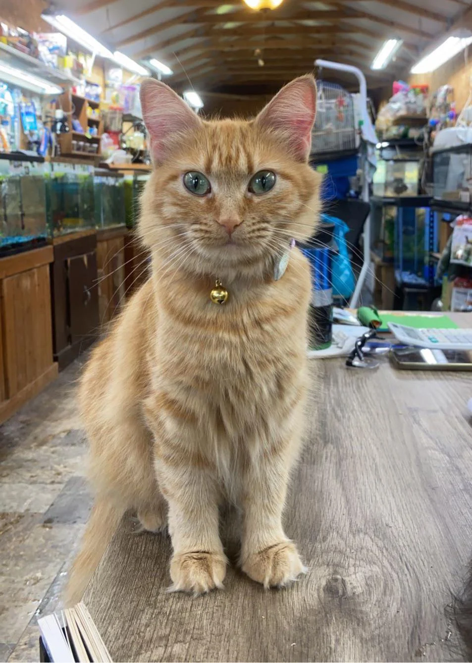 Cat at my local pet shop. She is such an ANGEL