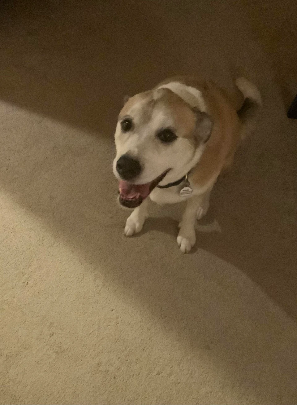 I see a lot of puppies on here. But how about an 11 year old grown female dog? Her name is Annie and she has been apart for my family since we found her as a stray those many years ago.