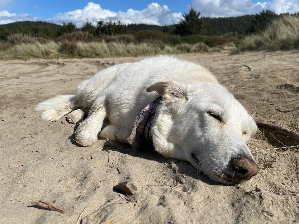 My dog Yuki has his downtime in the sand. He's a snoozerdooz.