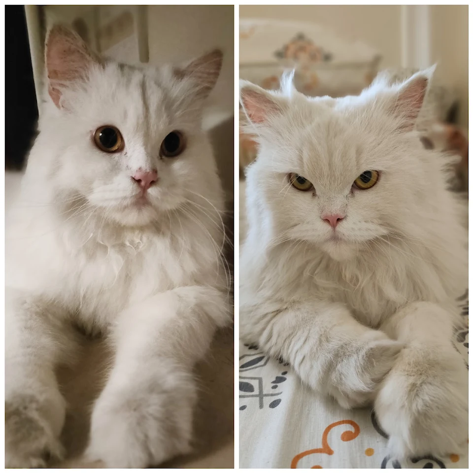 My kids first pets. Brought them home when they were kittens. Now they are 2 years old