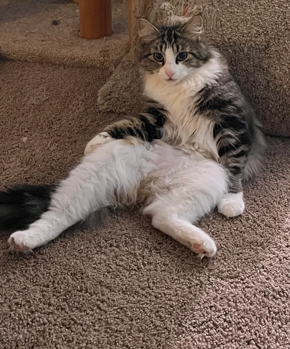 My Cat sits like this 90% of the time…