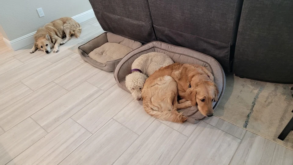 These dogs and their bed choices