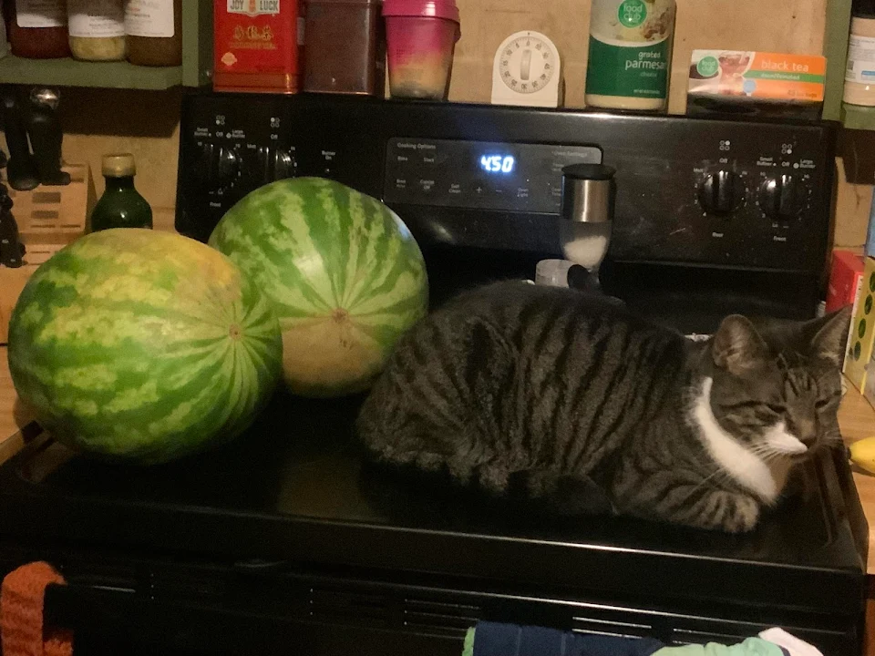 Hmm… One of these watermelons looks a little funny
