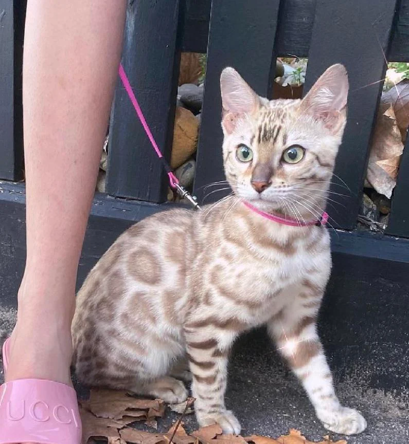 Does anybody know what breed this kitty is? 🐱