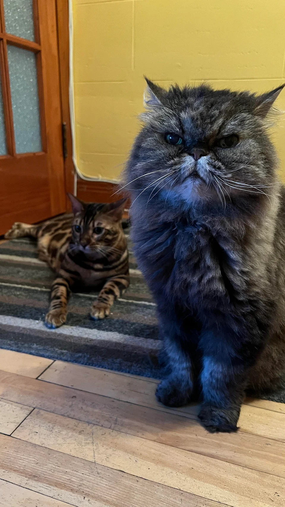 One is 17 years old, the other 8 months old