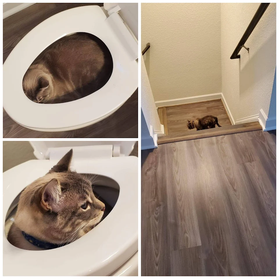 We were moving into our new home and there weren't enough hiding spots for this poor little girl... so she hid in the toilet full of water!