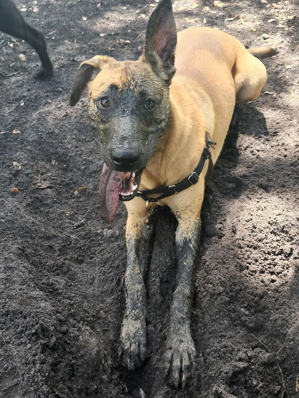 8 month old Malinois/Ridgeback mix. Broken sprinkler heads are the perfect digging spot.