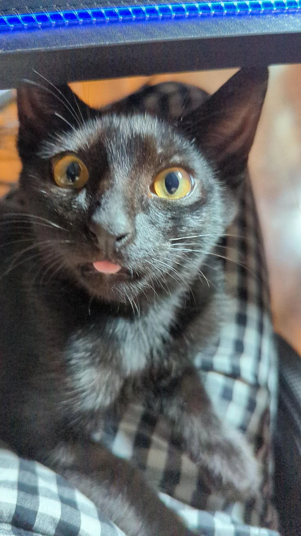 When you can't kitten properly, you derp.
