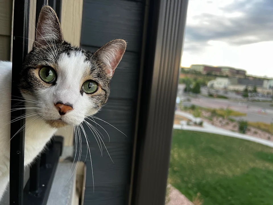 He loves balcony time 😇😇