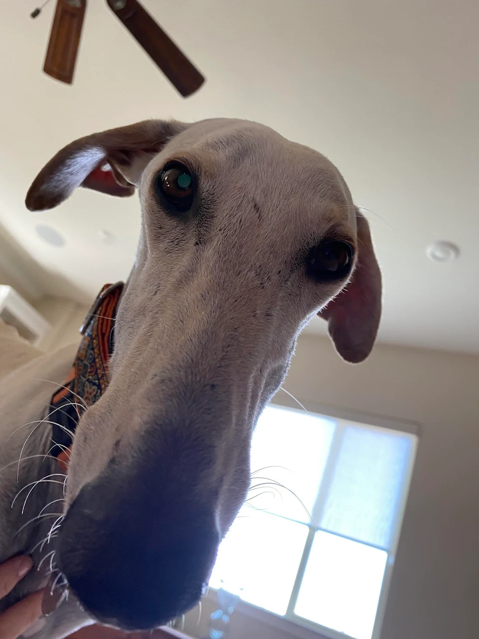 Oh hi! Greyhound racing rescue that I’m petsitting this week.
