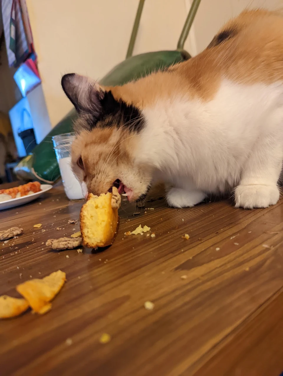 oc anyone else's cat love cornbread!