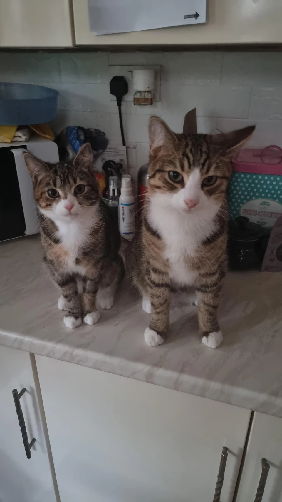 hello, can you feed us please?