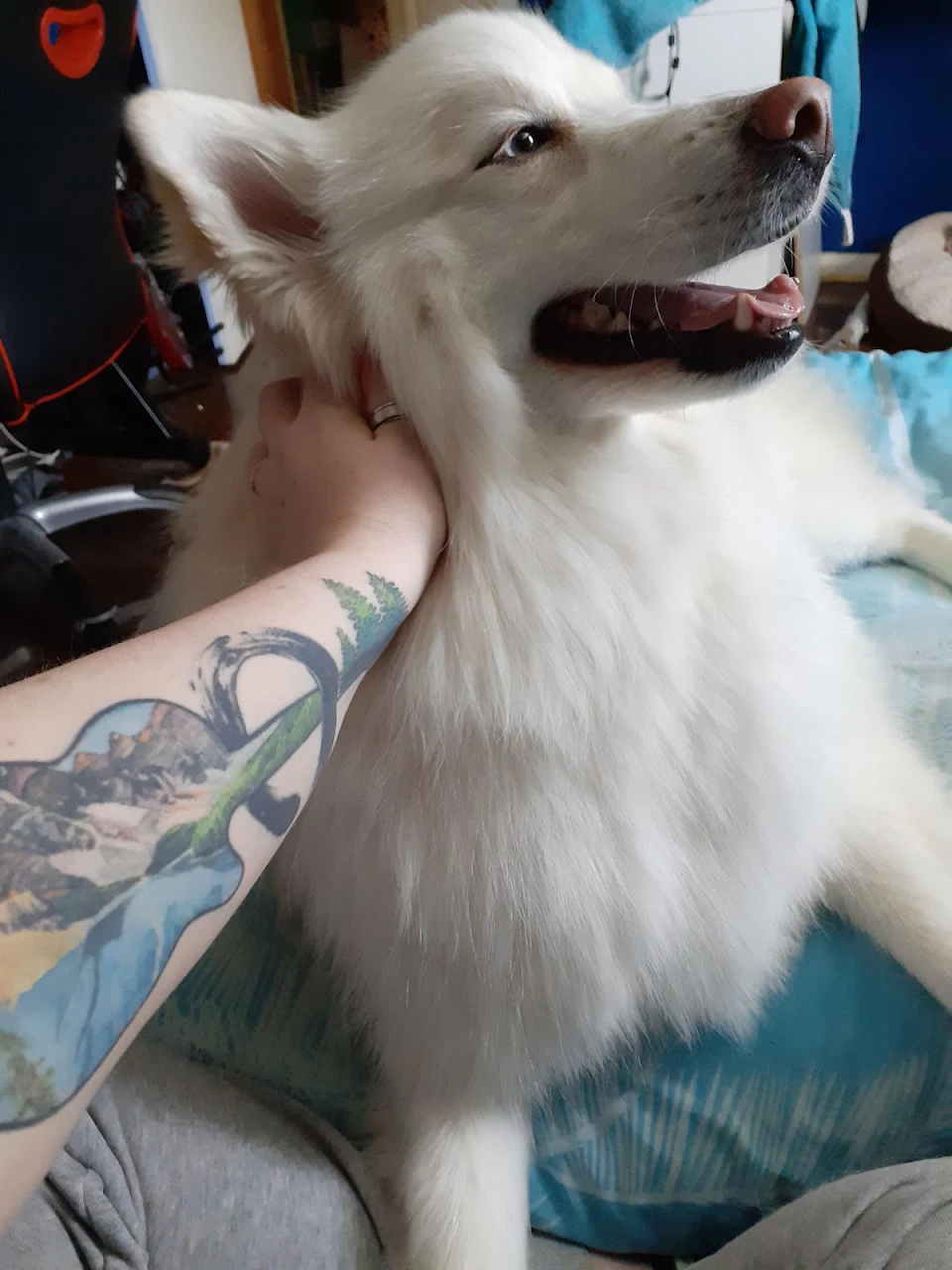 My Pupperoni Pizza is one of the best things to have ever happened in my life since I became disabled. He's saved my life & I'll love him for the rest of his. <3
