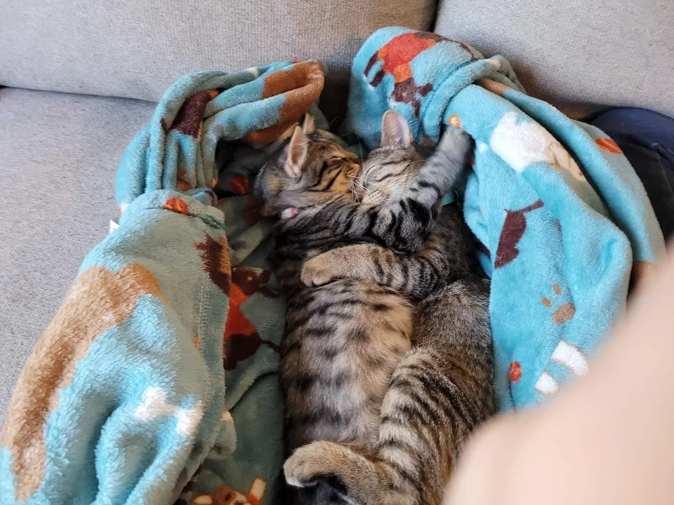 My kittens fell asleep like this and it's so cute that I don't know what to do.