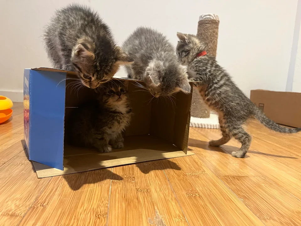Foster criminals: Thelma, Louise, Bonnie and Clyde and their new box 🥰