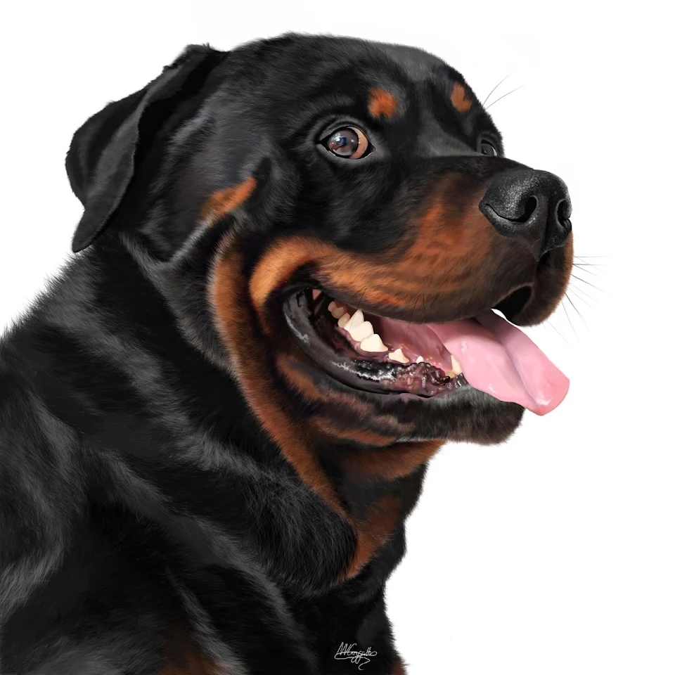 Rottweiler, by me 🙋🏻‍♀️ digital drawing. Took roughly 28 hours to complete ✍🏼