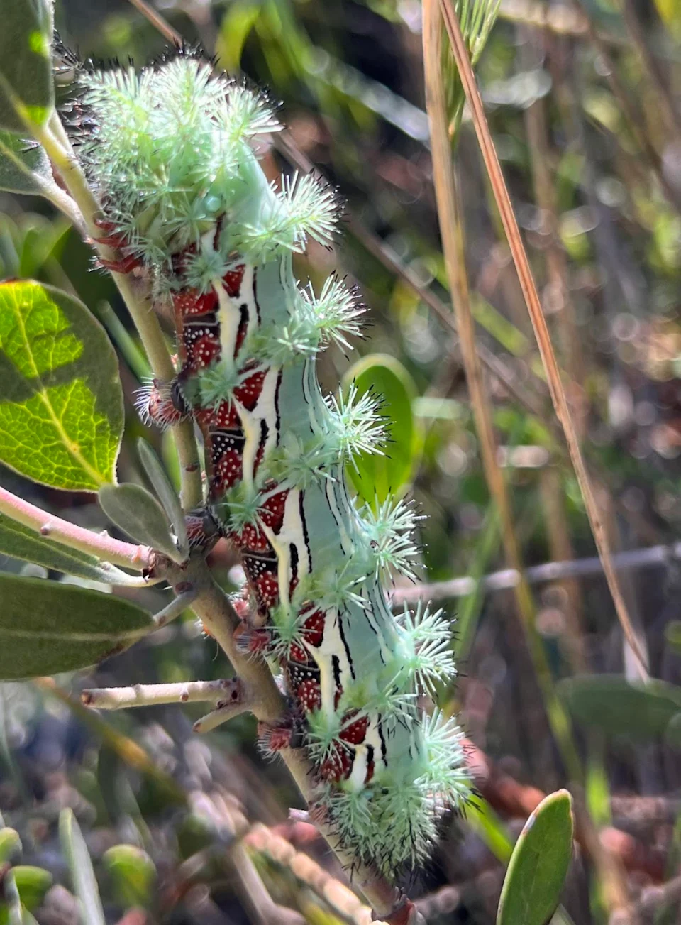 Io moth caterpillar seen in central Arizona. A stunning creature!