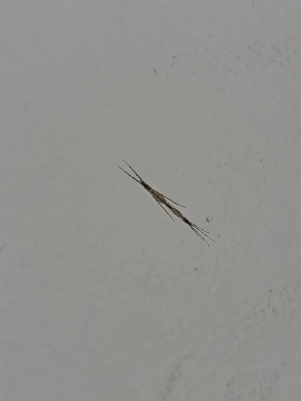 Found this in my room in Singapore, about 2cm long. anyone know what's this?