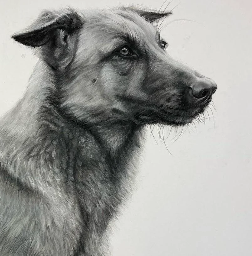 Dog pencil handmade portrait for my client commission artwork