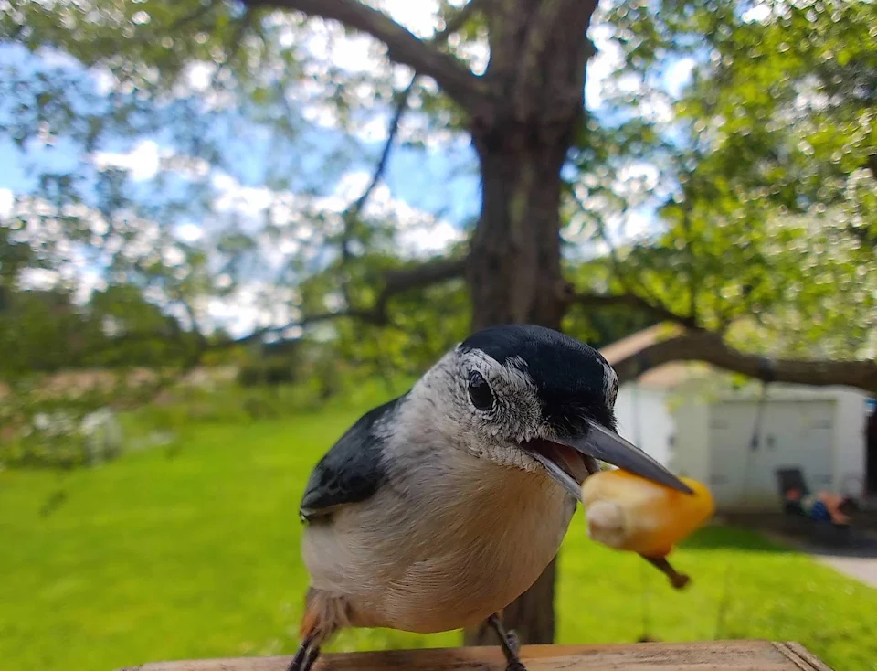 This White-breasted Nuthatch has quite an appetite (OC)