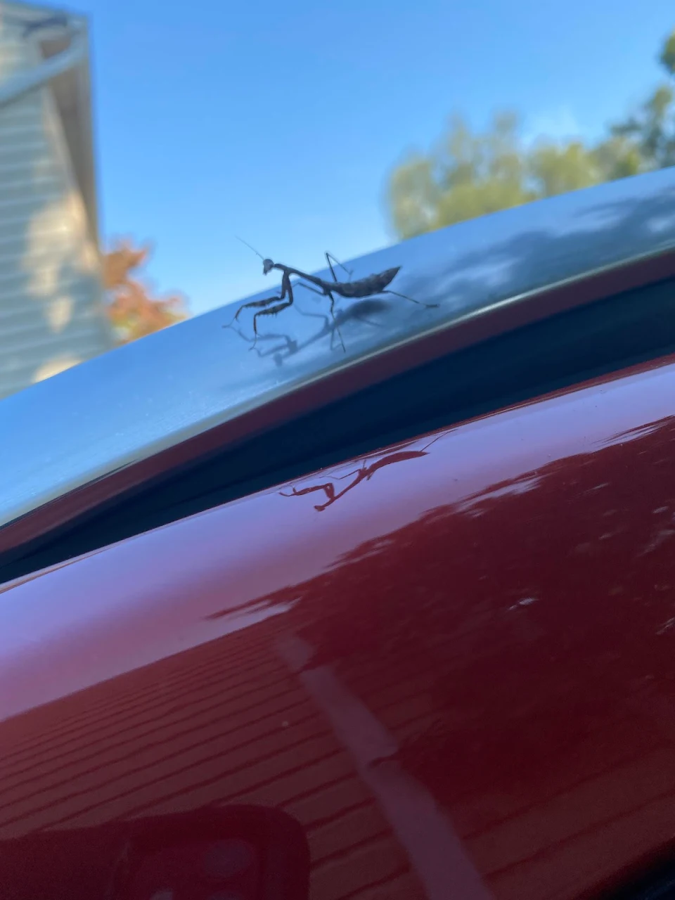 Tiny mantis hitched a ride this morning.