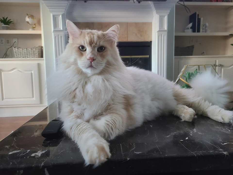 Mufasa looking proud after his brushing.