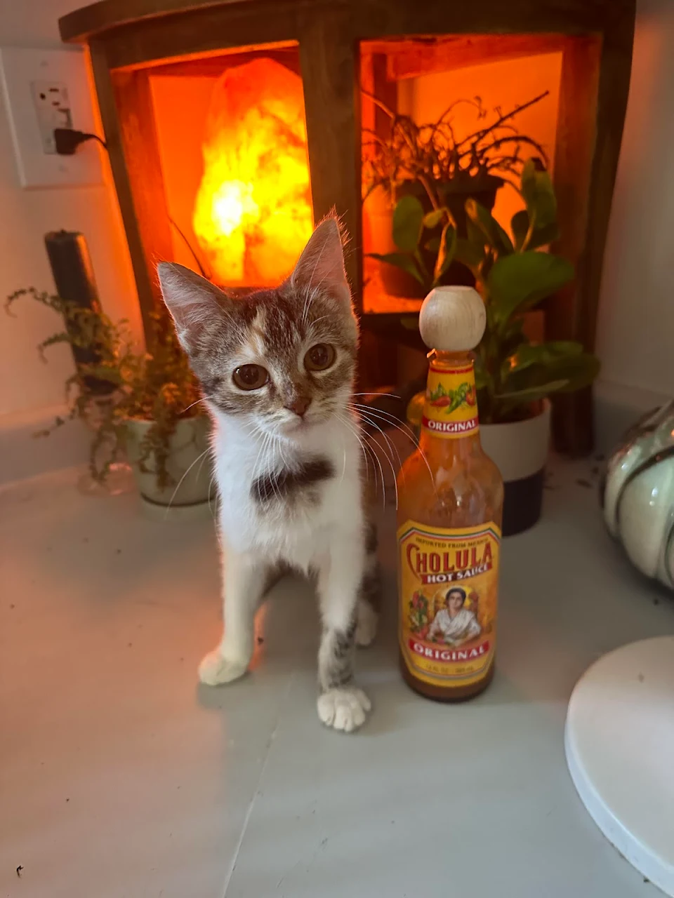 this is cholula