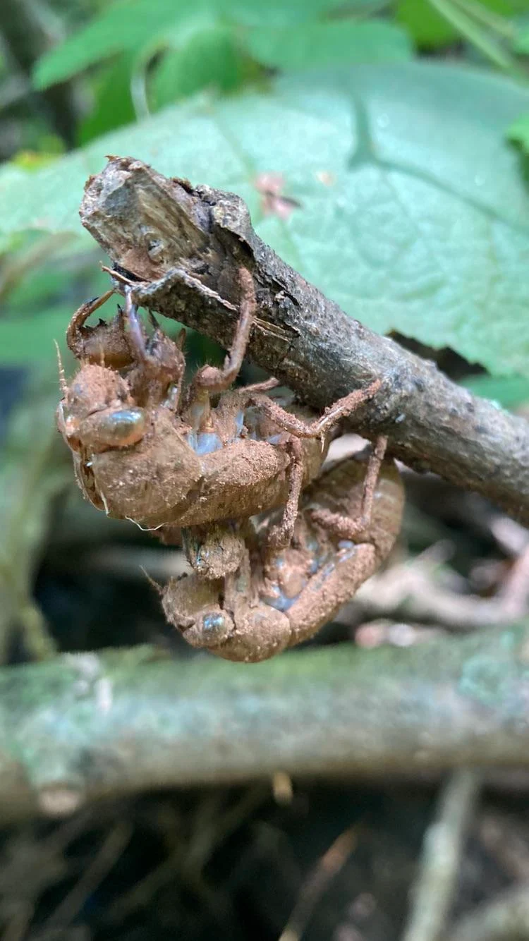 Locust husks on a branch during my hike in rural Virginia. Is it common for them to mate and then shed directly after?