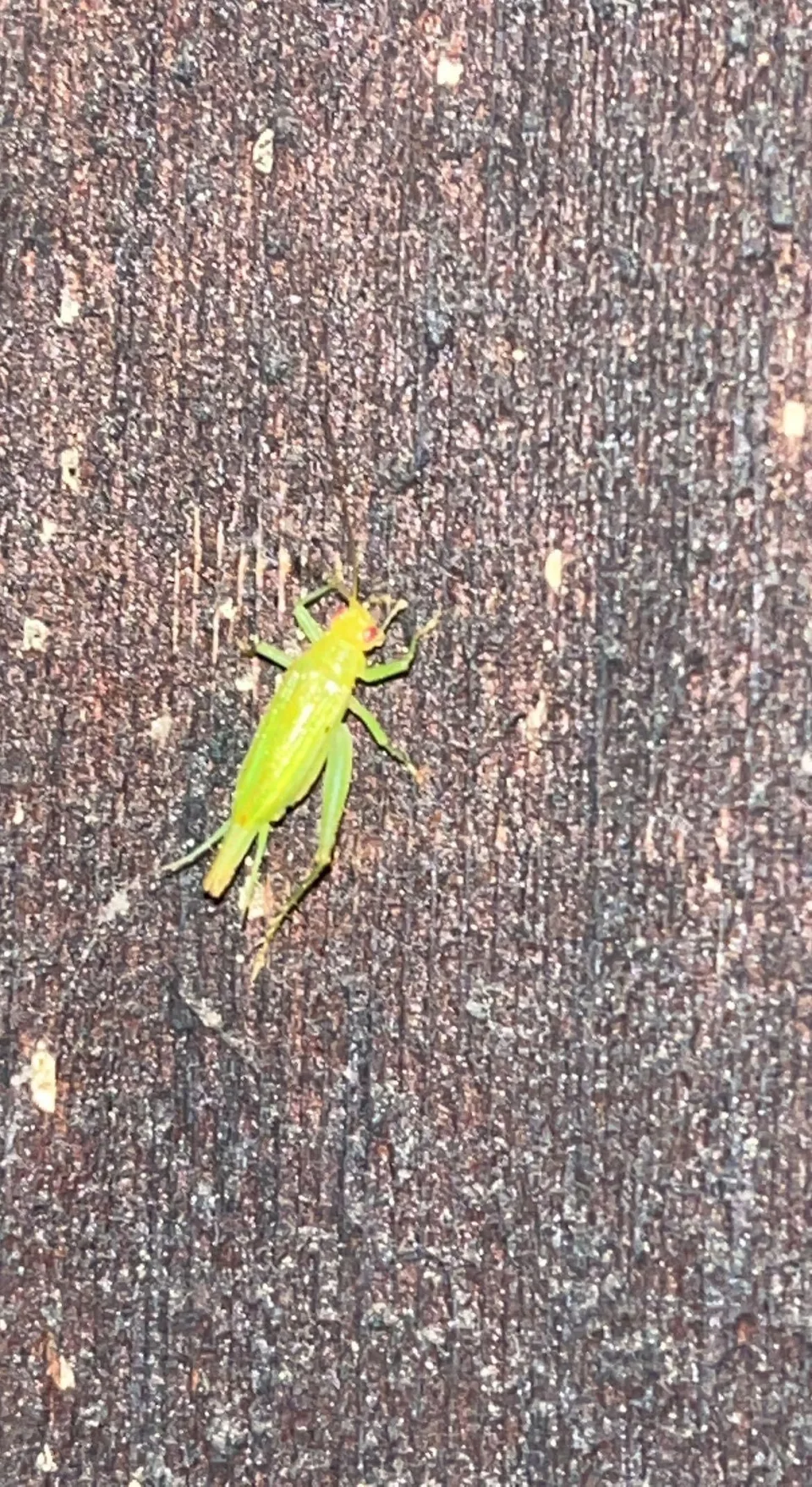 Anyone know the name of this corn looking insect?