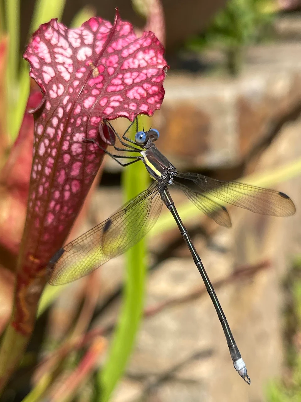 Great Spreadwing Damselfly perched on a Pitcher Plant