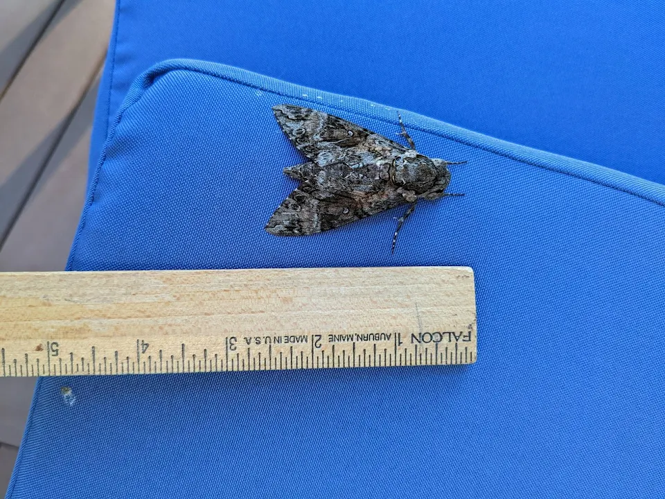 Large Moth found in Virginia