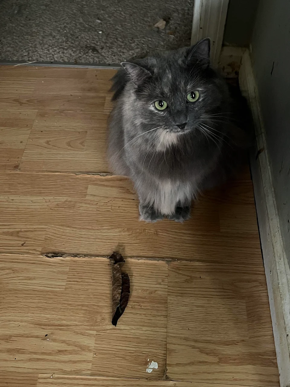Behold! The mighty hunter with her prey, the dried leaf.
