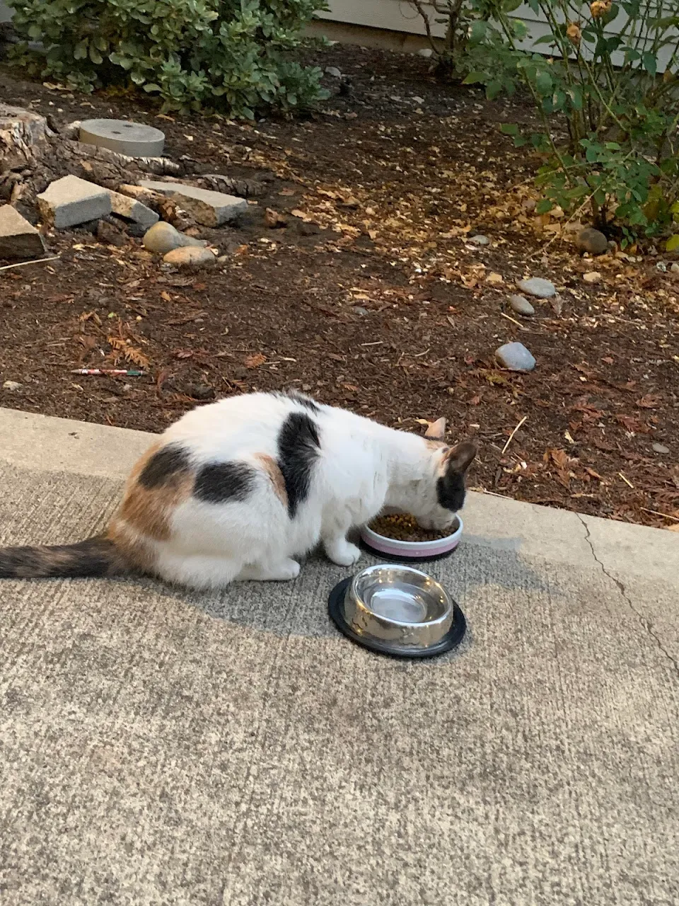 Possibly someone’s outdoor cat, but he seems hungry, been meow-ing outside my apartment for hours, I had seen him outside alone during a rainy night once and last week’s heat wave. If he has an owner idk what they’re doing, what should I do?
