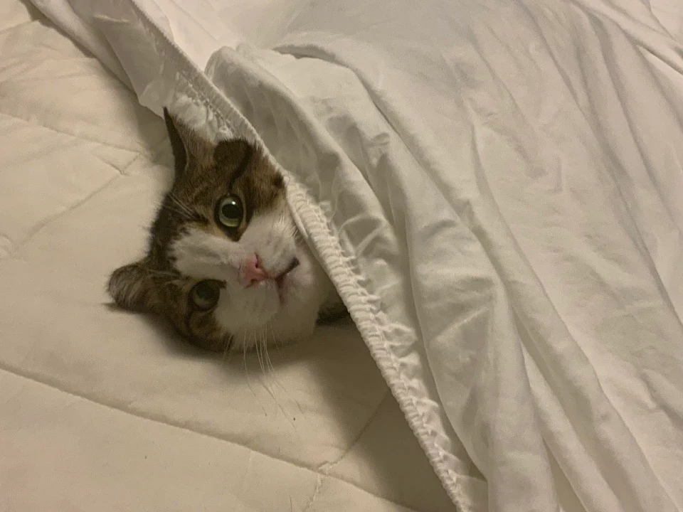 My cat, Pepper is “helping” me make the bed. She’s such an adorable whacko.