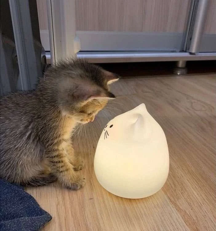 This cat in a trance staring at this lamp