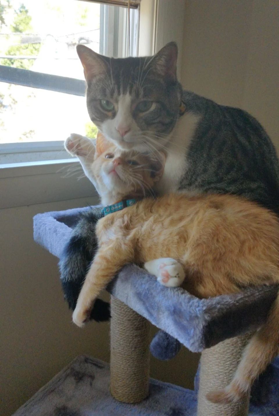 I was worried my cat wouldn't get along with my new kitten, today I found them like this