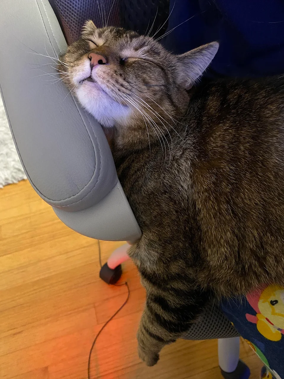 My cats favorite thing is laying on my lap and using the arm rest as a pillow. It looks so uncomfortable but she stays like that for hours lol