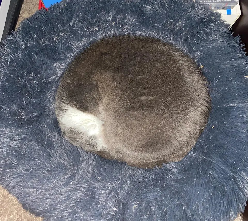 My cat rolled up into a purrfect ball!
