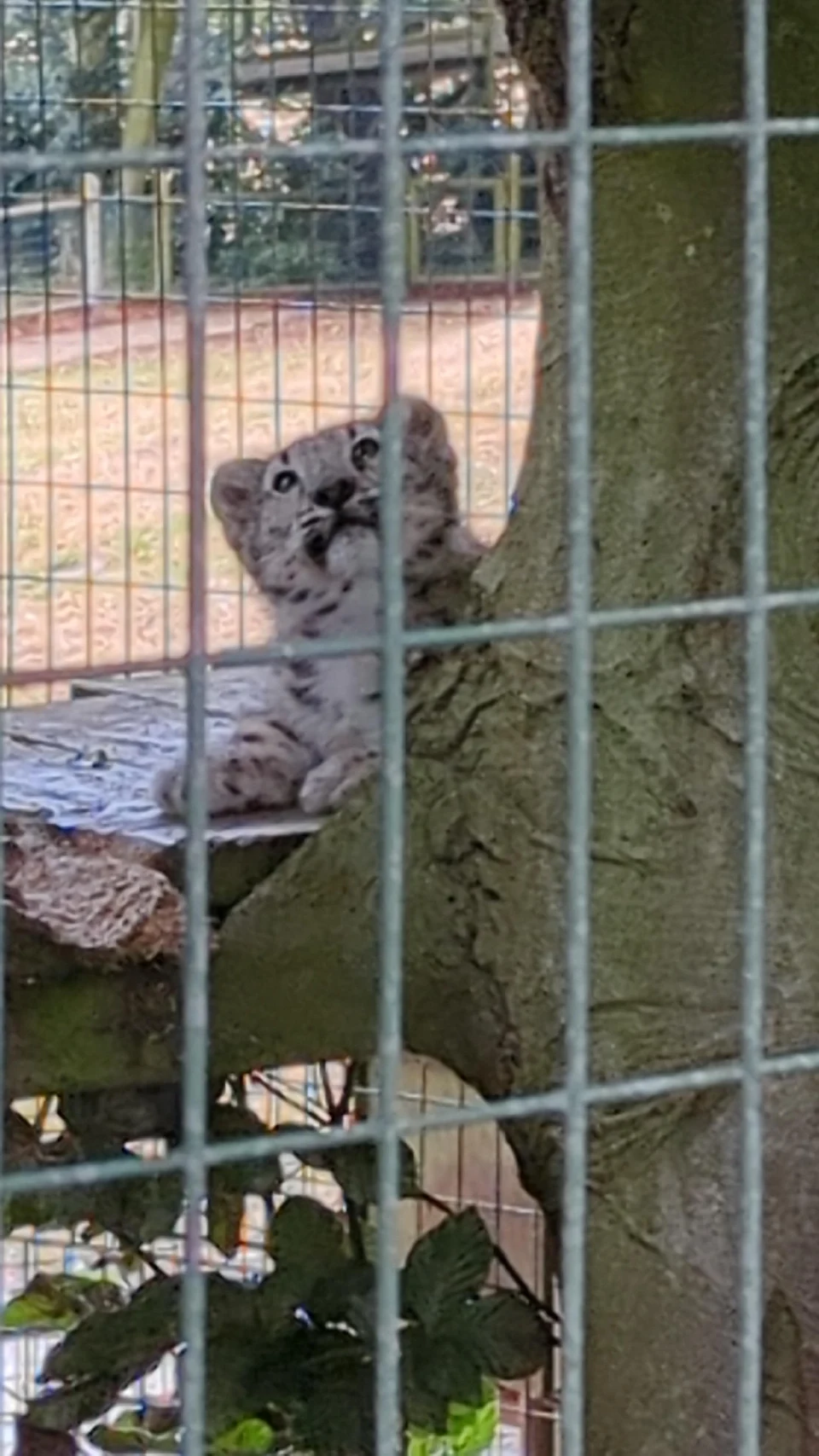 last year I went to a zoo where there were two snow leopards, and returned to the zoo last week to see they had a cub