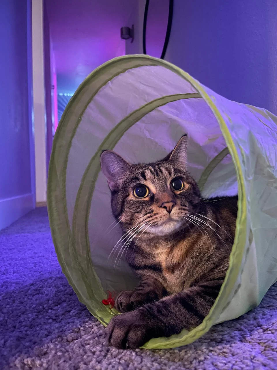 she loves her tunnel! Thanks to the redditor that gifted this when Reddit gifts was still around ❤️