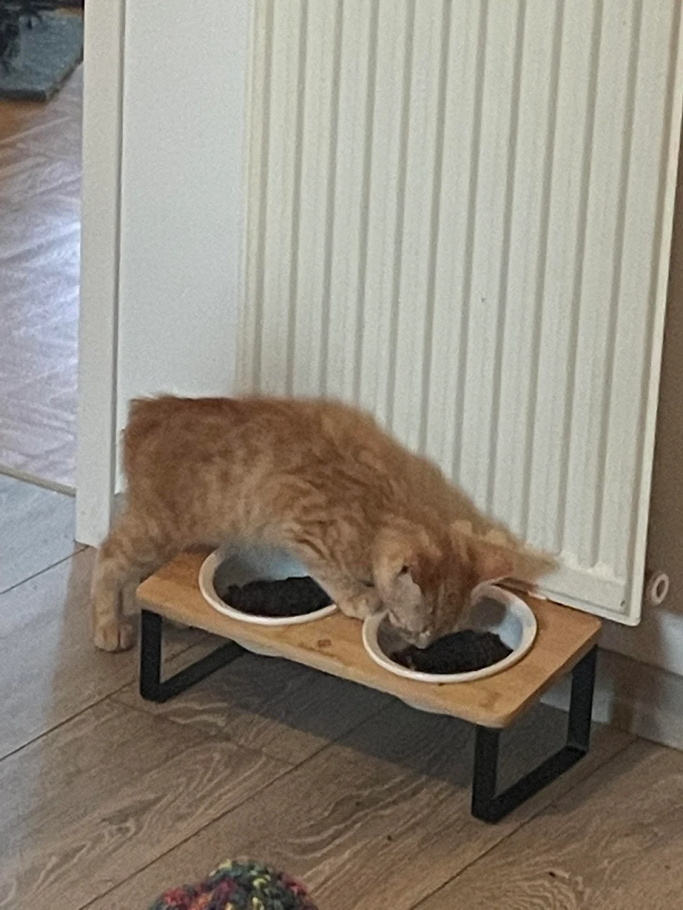 My cat doesn’t seem to understand how to use his ergonomic foodbowl